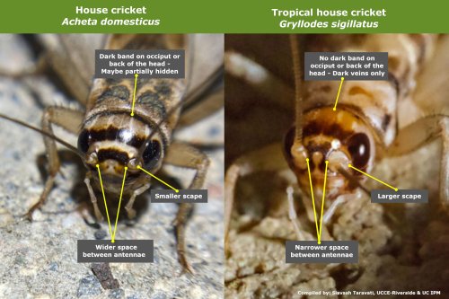 Figure 4: Comparison of head features of the house cricket (left) and tropical house cricket (right).  In house crickets, there are usually three (3) dark transverse bands on the head, and the bands seem darker and wider than those in tropical house crickets. In tropical house crickets, there are usually only two (2) bands on the head since they lack the one on the back of their head (occiput). Instead of a whole dark band on the back of the head, there may be dark veins. In house crickets, the space between the scapes of antennae is wider than in tropical house crickets – Photo credit: david99 and foxcantread from iNaturalist